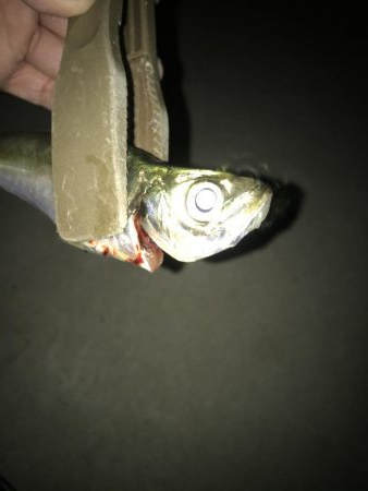 夕マズメのアジングアタリ多し‼…