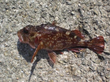 今年は、アイナメがいない