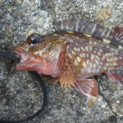 アイナメおったど