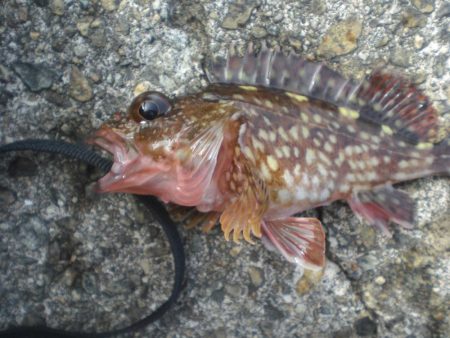 アイナメおったど