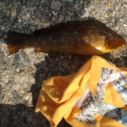 今日もベランダへ