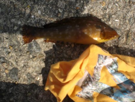 今日もベランダへ