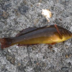 黄金いろのアイナメ