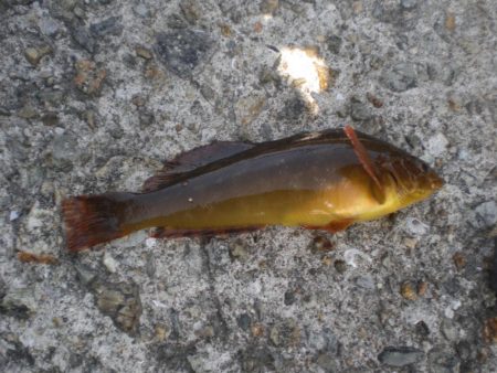 黄金いろのアイナメ