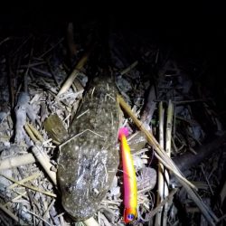 甲突川でマゴチが釣れました。