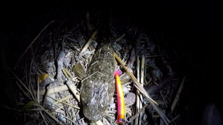 甲突川でマゴチが釣れました。