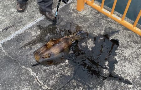 春イカが釣れました