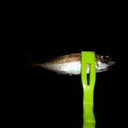 金曜日の晩ボウズでリベンジしたものの