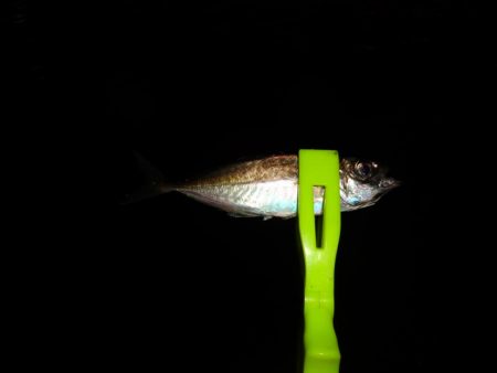 金曜日の晩ボウズでリベンジしたものの