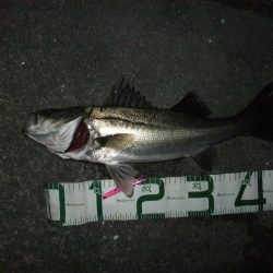 今年初シーバス