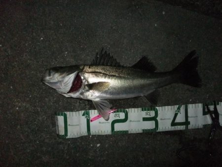 今年初シーバス