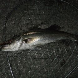 今日も何とかシーバスゲット