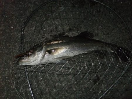 今日も何とかシーバスゲット