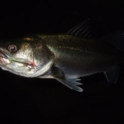 小潮でもメバルプラッギング