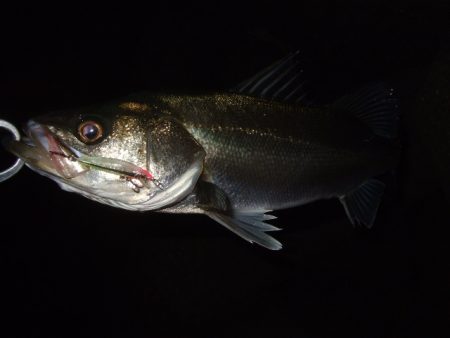 小潮でもメバルプラッギング