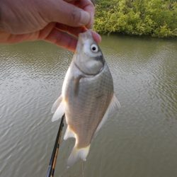 紀ノ川　某ワンド　真ブナ釣り