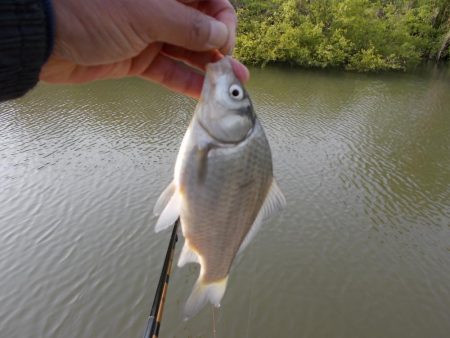 紀ノ川　某ワンド　真ブナ釣り