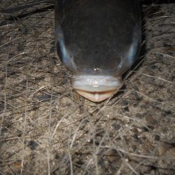 リアクションバイト?。