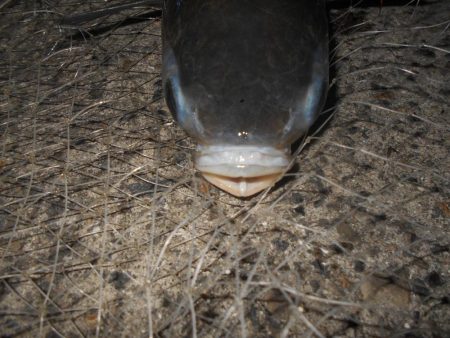 リアクションバイト?。