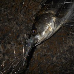 やっぱりRB88が効く？。