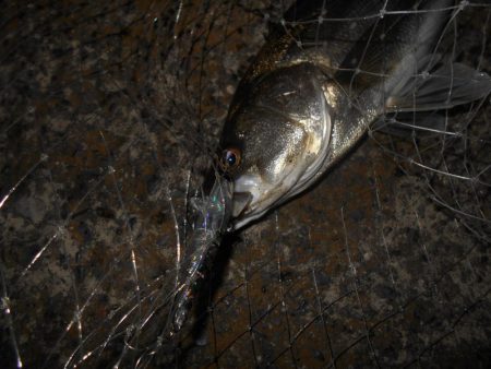 やっぱりRB88が効く？。