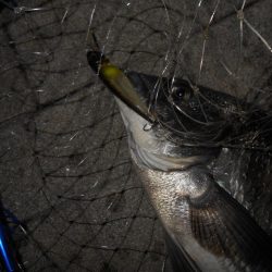 岸壁ノックでヒット③。