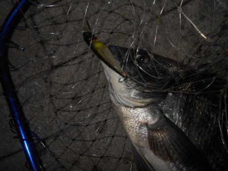 岸壁ノックでヒット③。