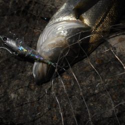 入れ食いは一瞬…