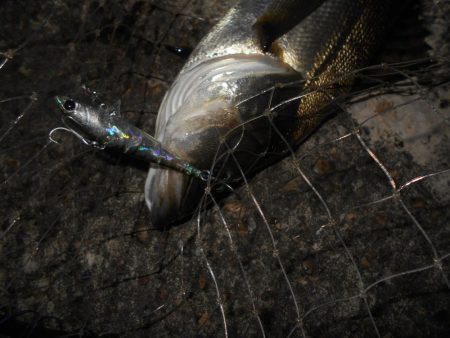 入れ食いは一瞬…