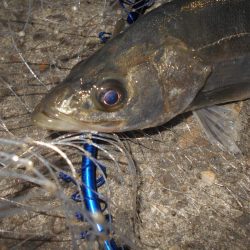 アミパターンの可能性有り