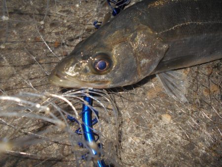 アミパターンの可能性有り