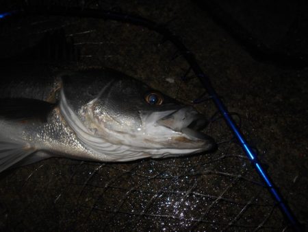 時合いはたったの30分…