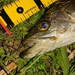 しごおわシーバス