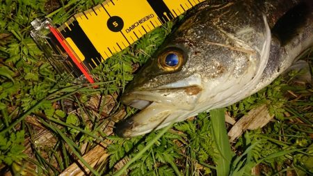 しごおわシーバス