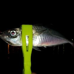 今年初の鰺ゲット