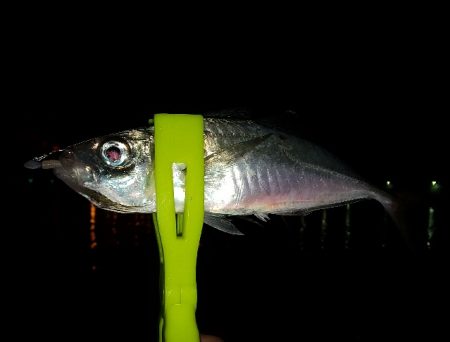 今年初の鰺ゲット