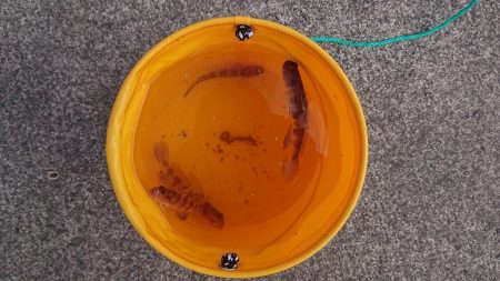 遠投すれば魚が釣れますよ。