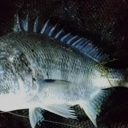 フォール&ステイ