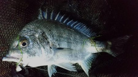 フォール&ステイ