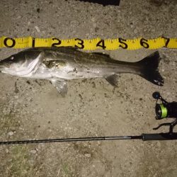 レバーブレーキ シーバス2匹目ゲット