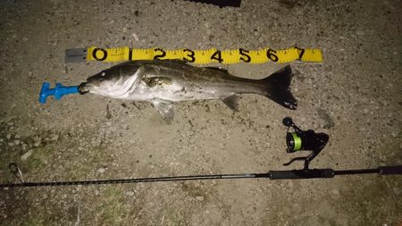 レバーブレーキ シーバス2匹目ゲット