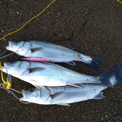 サーフで短時間勝負