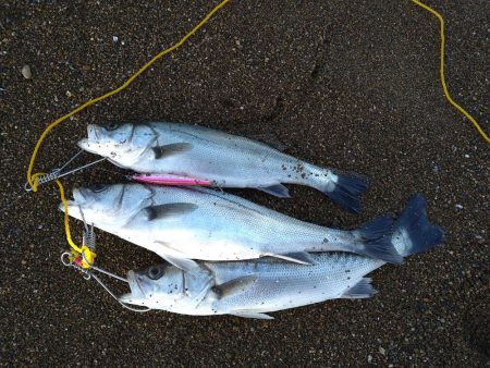 サーフで短時間勝負