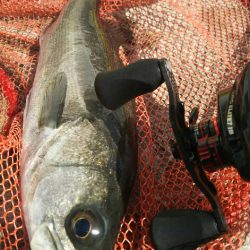 【苅田南港】春のシーバス調査