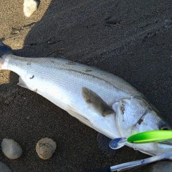 リバーシーバス