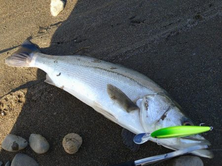 リバーシーバス