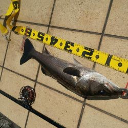 昼間の干潮手前  ~さざなみ公園~