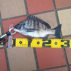 何処にいるのやら ~辰巳橋~