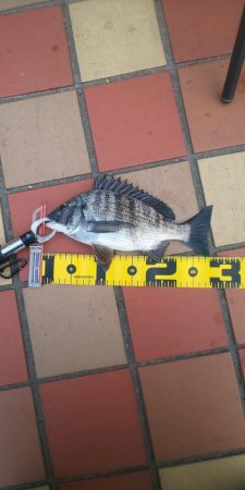 何処にいるのやら ~辰巳橋~