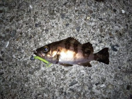 爆風メバリング